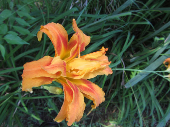 l4a1original2012-08-22-img_3946-daylilly-copy.jpg