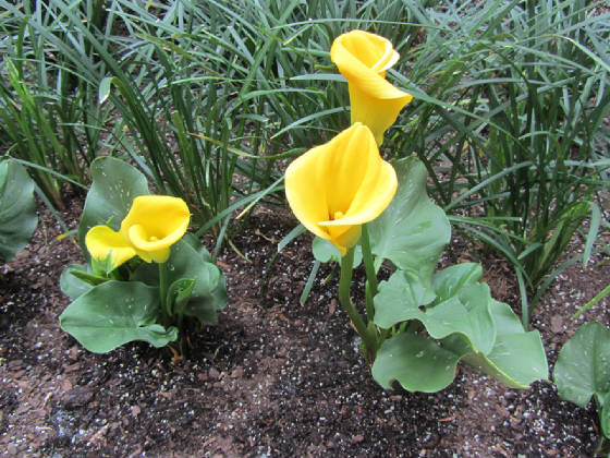 yellowflowerbostonoriginal2012-04-06-img_2617-copy.jpg